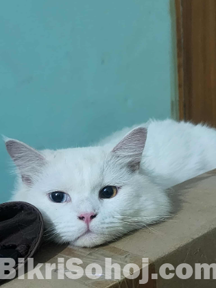 পার্সিয়ান বিড়াল